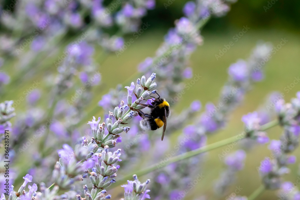 Bee pollinating herbal lavender flowers in a field. South of France Bee pollinating herbal lavender flowers in a field. South of France