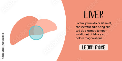 Human liver. Hepatology. Diagnosis of liver diseases. Vector flat illustration. Perfect for banner, landing page