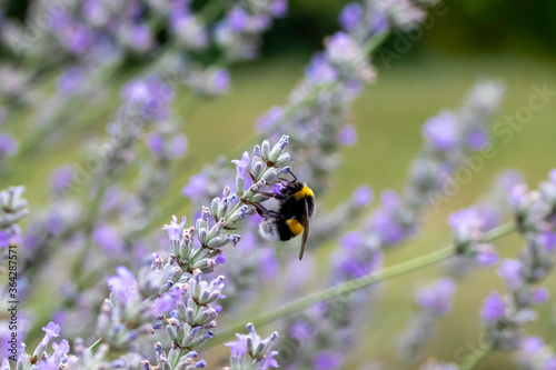 Bee pollinating herbal lavender flowers in a field. South of France © thomas