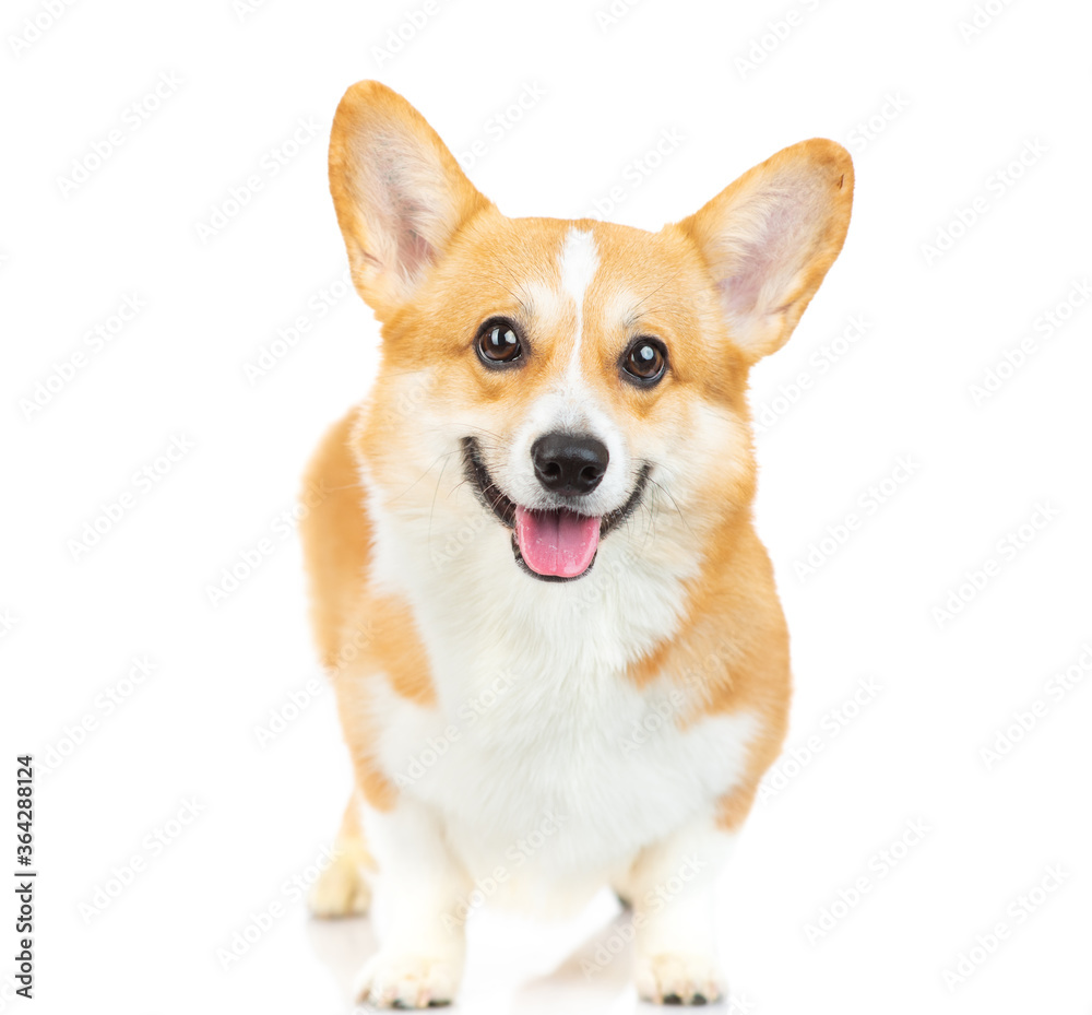 Welsh corgi Pembroke dog standing in a studio and looking at the camera isolated on white background