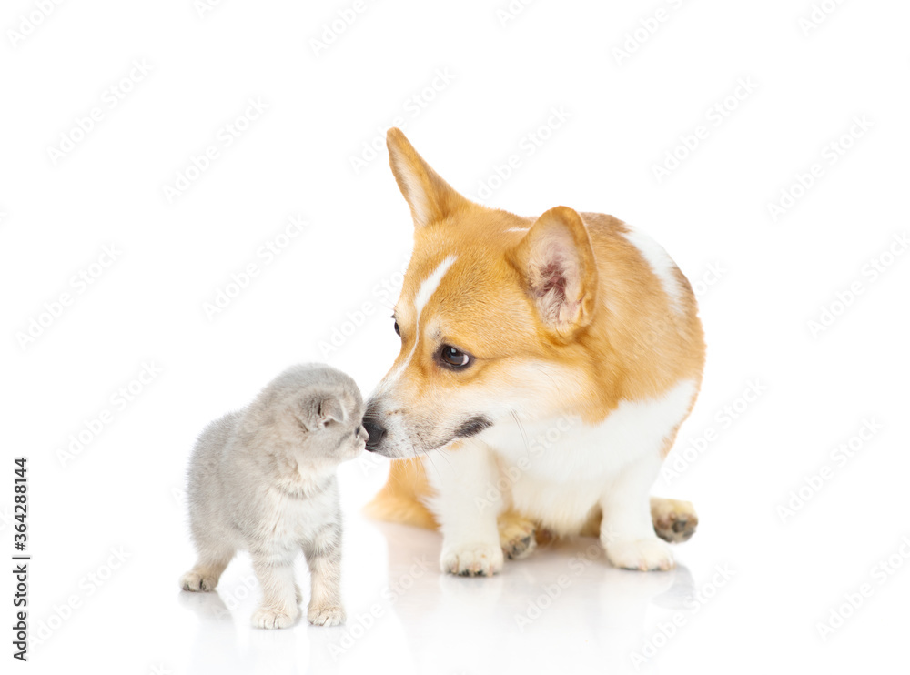 Welsh corgi puppy and kitten look at each other. isolated on white background Welsh corgi puppy and kitten look at each other. isolated on white background