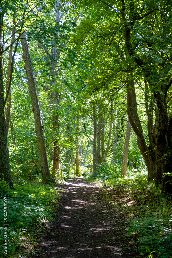 Fototapeta premium Dirt road in Lush Forest summertime