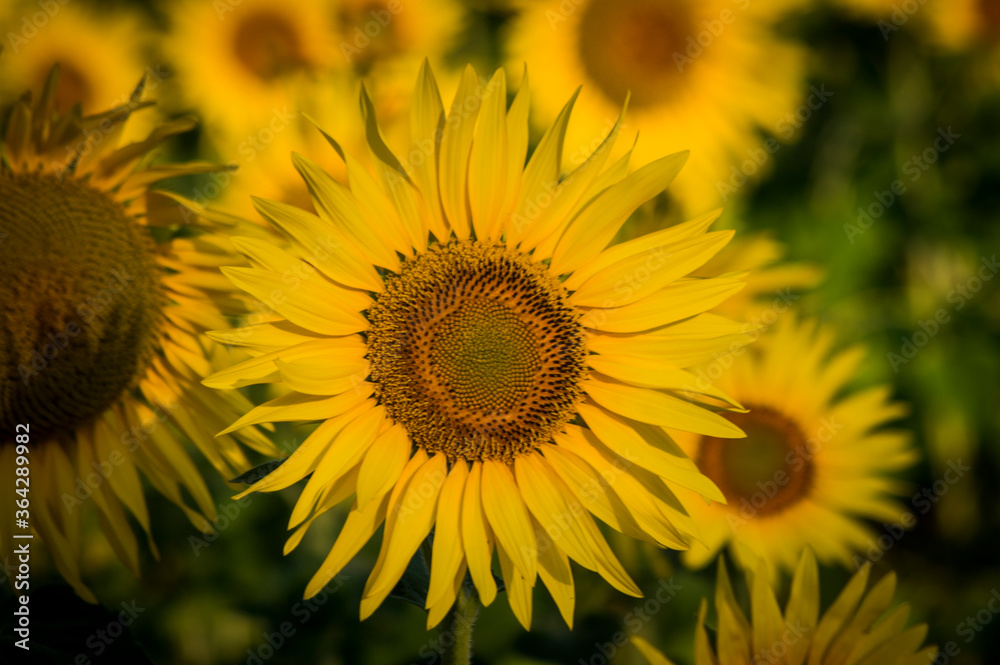 Obraz premium Panorama con girasoli e vigne