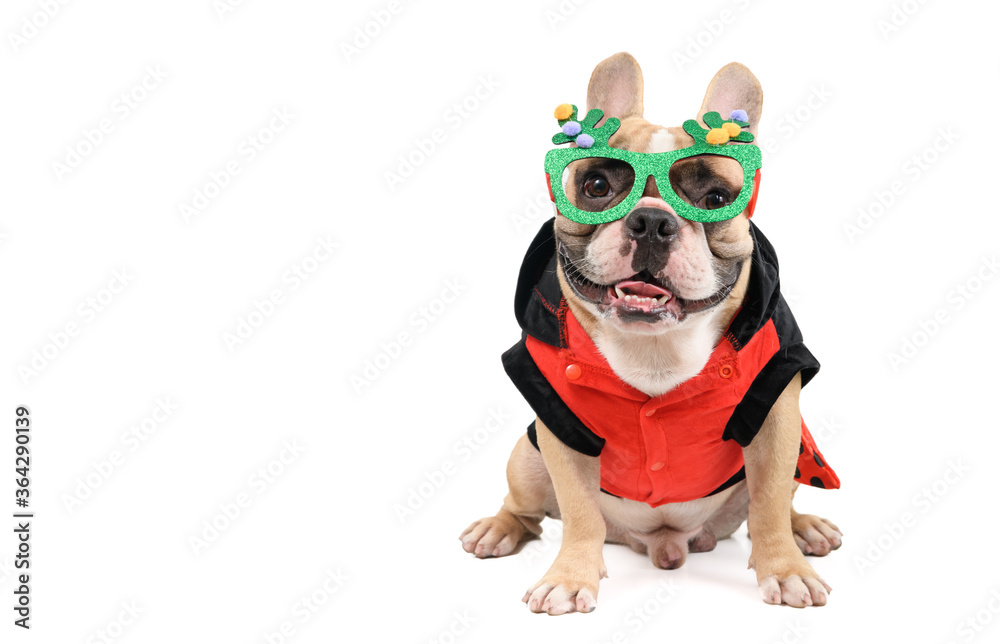 cute french bulldog  wear  fancy glasses and sit isolated on white background