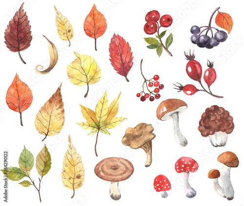 Set of watercolor autumn leaves, berries and mushrooms for your design.