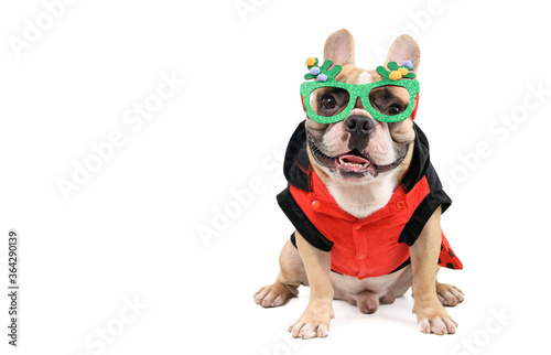 cute french bulldog  wear  fancy glasses and sit isolated on white background © kwanchaichaiudom