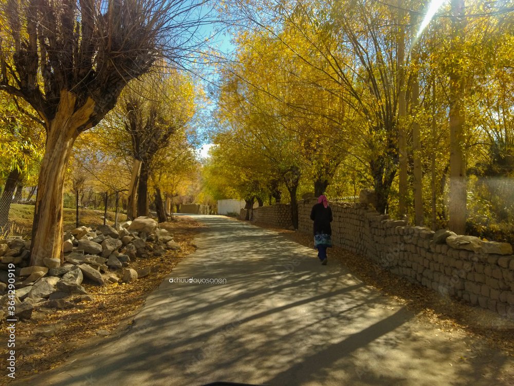 Fototapeta premium autumn in the park