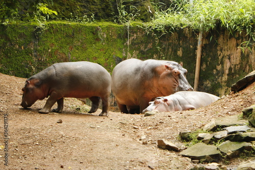 hippopotamus in the eat