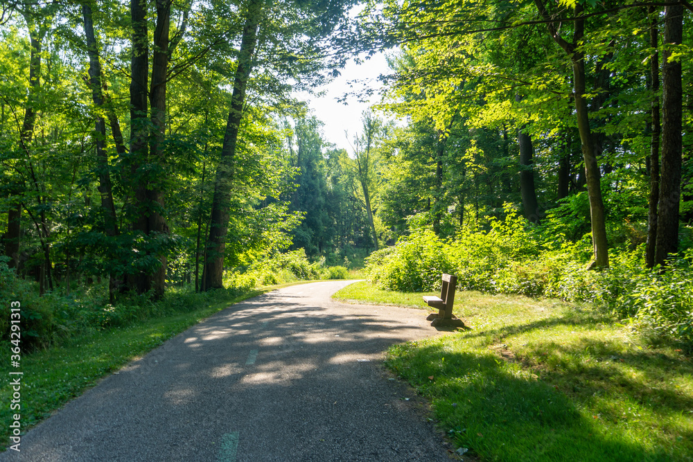 Fototapeta premium The path through the woods sunny day