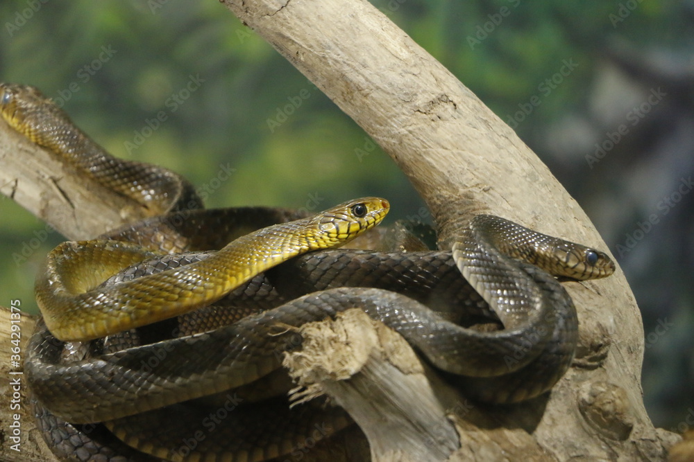 Obraz premium close up of a snake