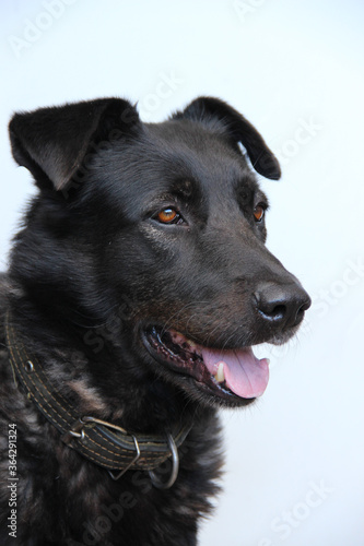 The portrait of a big smart black dog in close-up. 