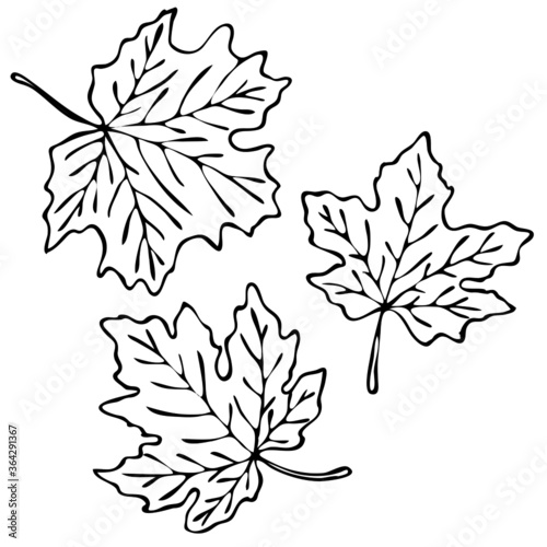 vector illustration, drawing in doodle style in black, contours of maple leaves, isolate on a white background