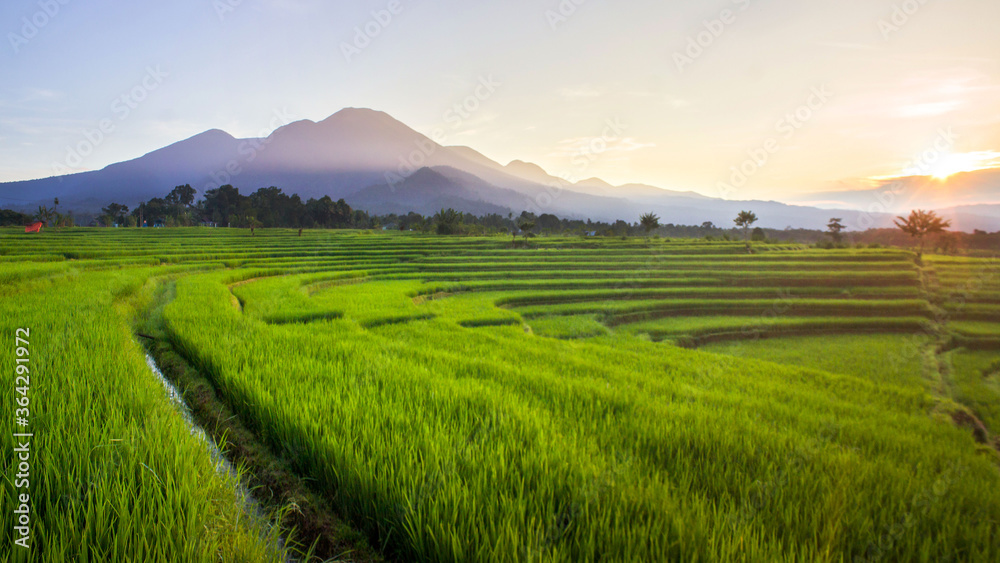 panorama morning sunlight at rice fields in north bengkulu, indonesia