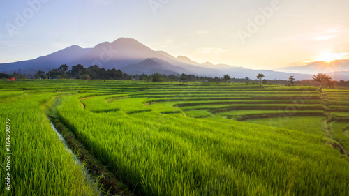 panorama morning sunlight at rice fields in north bengkulu, indonesia
