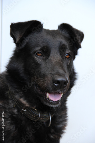 The portrait of a big smart black dog in close-up. 