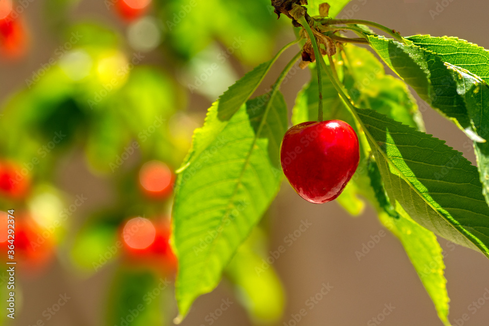 Fototapeta premium Pretty please with a cherry on top