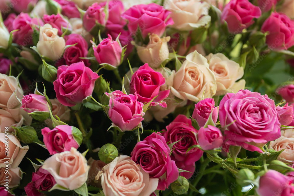 Beautiful purple flowers-fresh roses, top view, postcard background Beautiful purple flowers-fresh roses, top view, postcard background