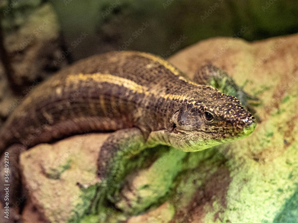 Plated lizard, Gerrhosaurus validus, a fairly large African lizard Plated lizard, Gerrhosaurus validus, a fairly large African lizard