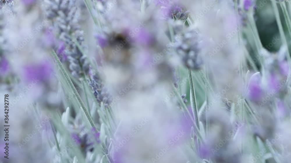 Bumblebee sitting on a blossom of lavender – rack focus Bumblebee sitting on a blossom of lavender – rack focus