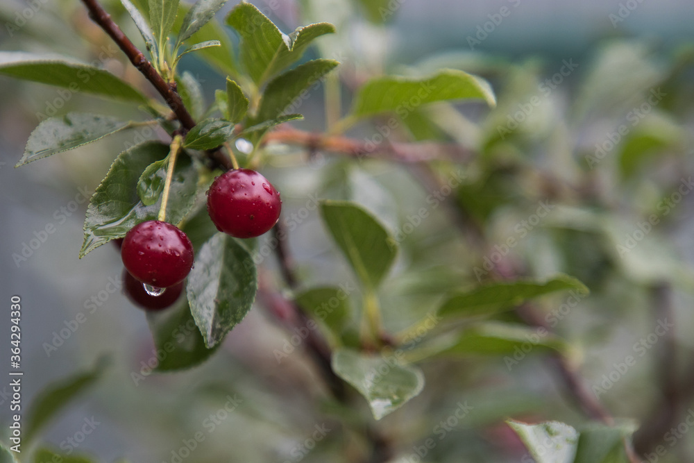 In garden after rain. Selective focus with shallow depth of field.