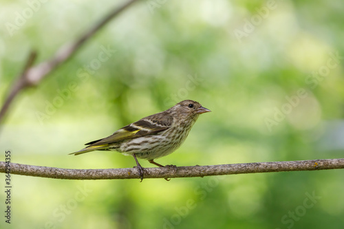 Pine Siskin perched on a twig with colorful blurred background