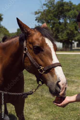 horse eating apple © tori