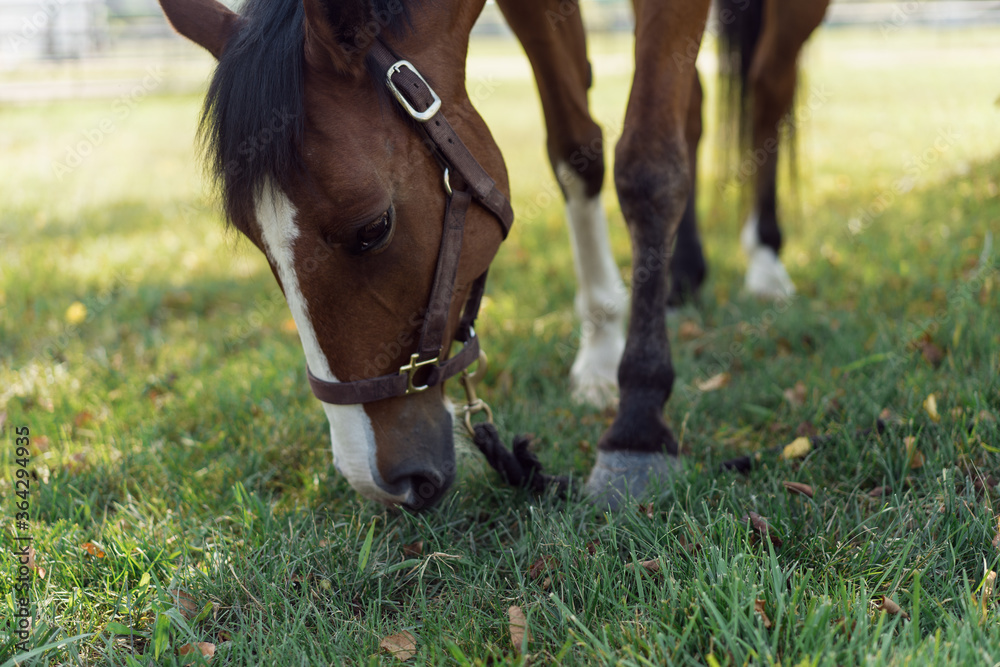 Obraz premium horse grazing on grass