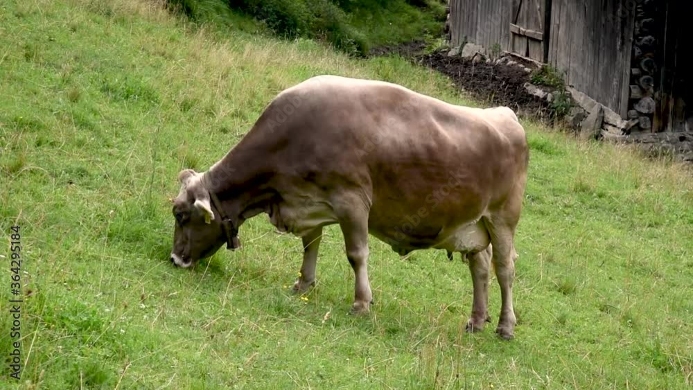 swiss cows in the Alps swiss cows in the Alps