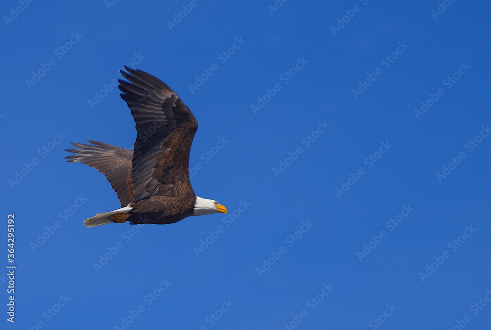 Fototapeta premium Águia