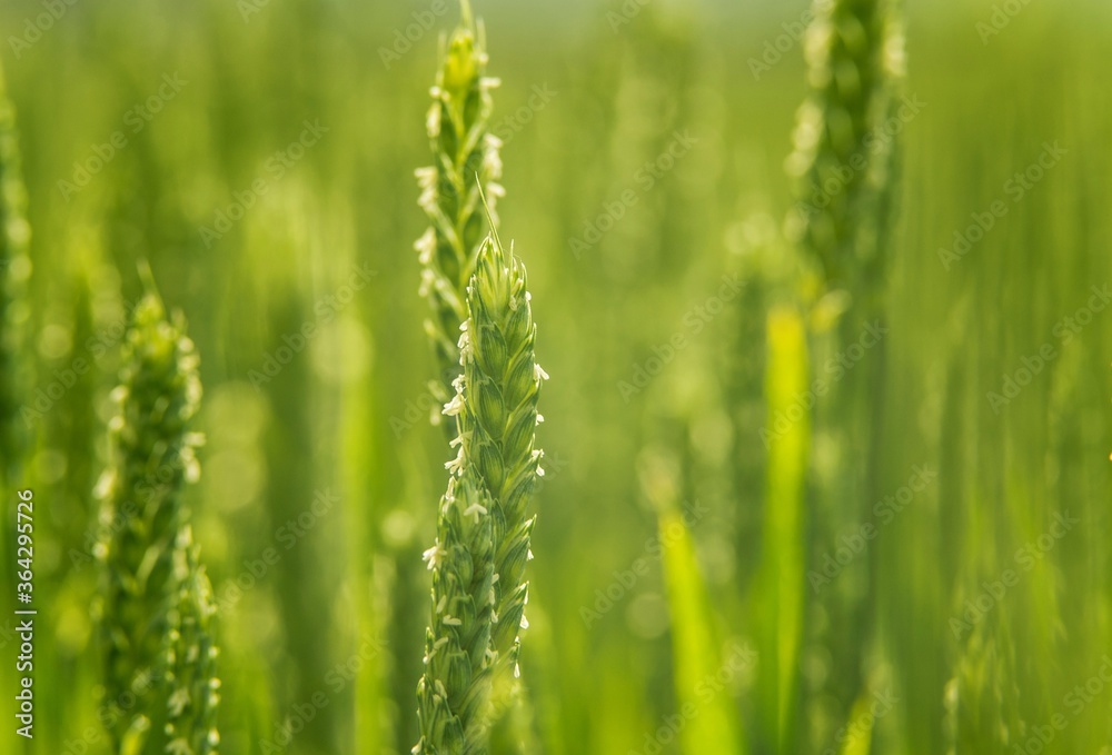 green wheat field