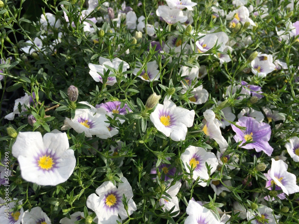 ニーレンベルギアオーガスタの花 ニーレンベルギアオーガスタの花