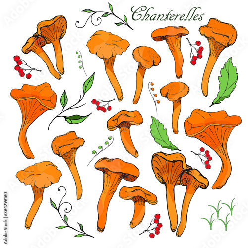 a set of doodles of mushrooms and plants. Chanterelles, orange mushroom caps, leaves, berries.
