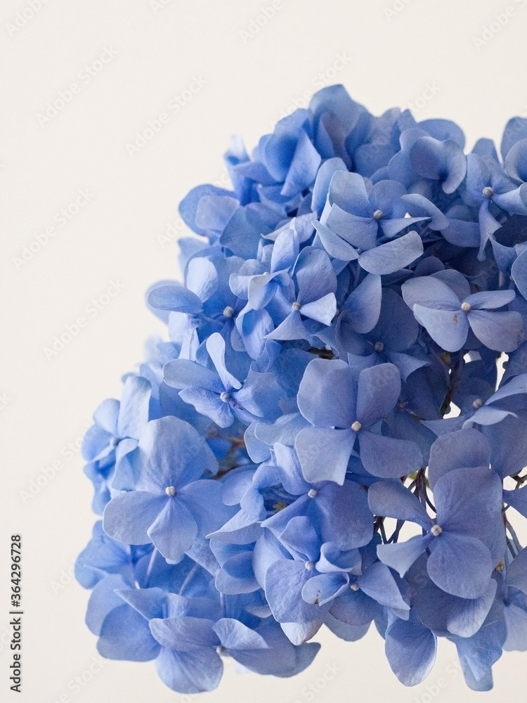 branch with a flower large blue hydrangea on a light background branch with a flower large blue hydrangea on a light background
