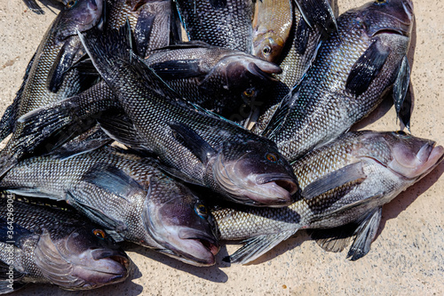 Foto Photograph of freshly caught Atlantic black sea bass on the deck of a boat