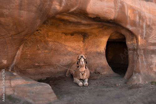 One humped camel is resting in caves in the desert mountains of Petra  Jordan
