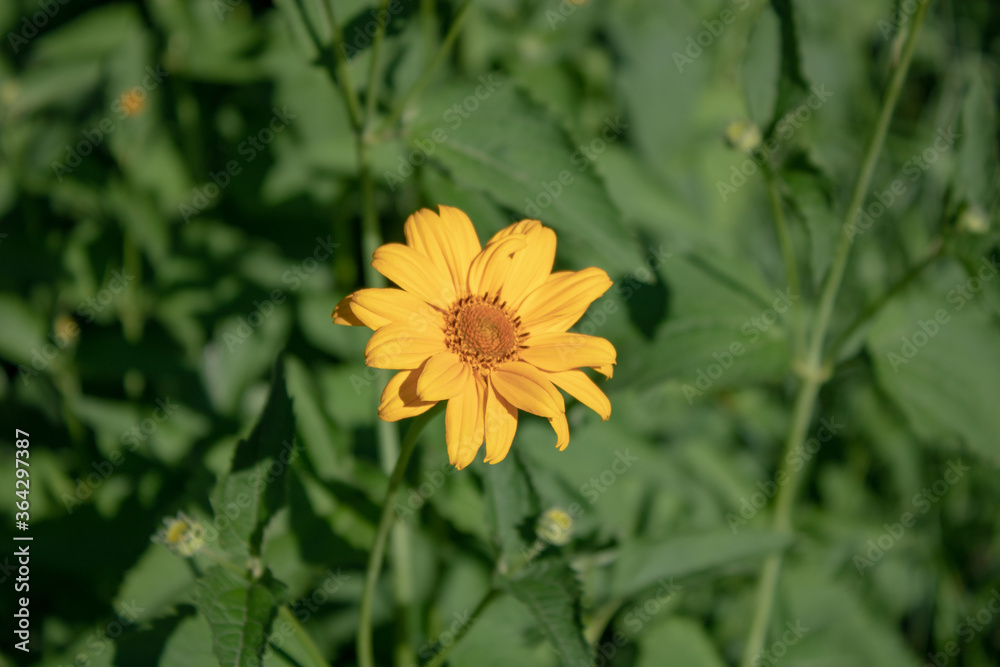 Field yellow flower on a blurry green background. Field yellow flower on a blurry green background.