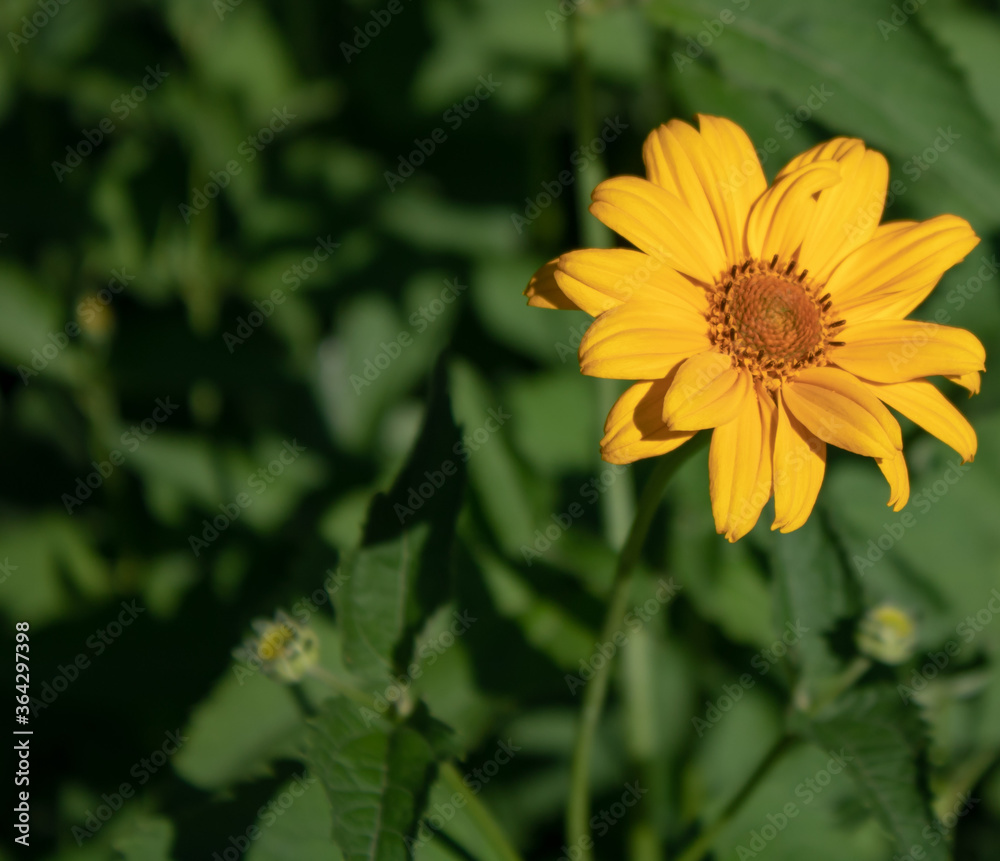 Field yellow flower on a blurry green background. Field yellow flower on a blurry green background.