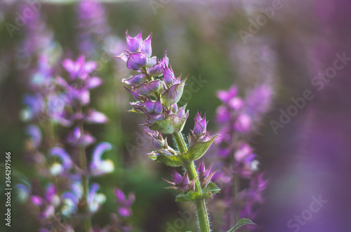 Close up of purple sage flower photo