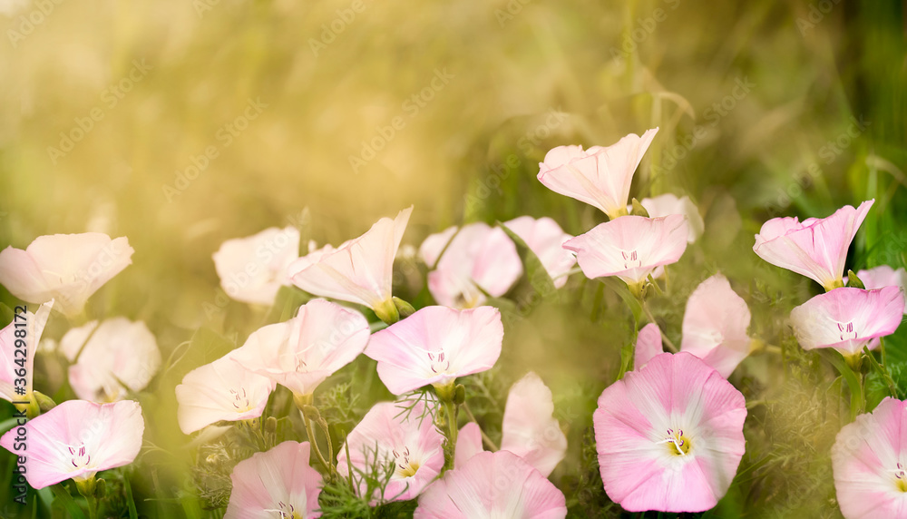 field bindweed in the sun. floral background