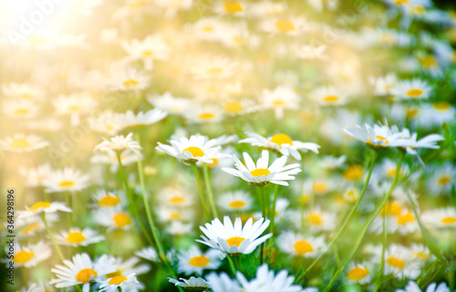 chamomile in the sun. natural background