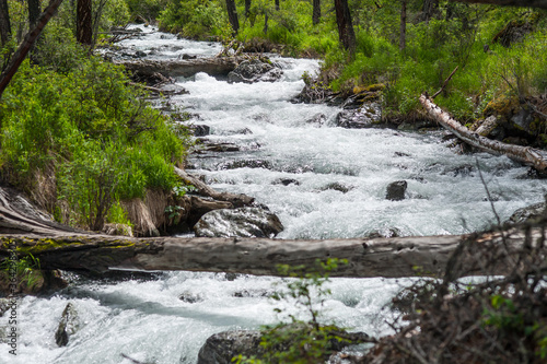 fallen tree against the backdrop of a mountain river and green forests