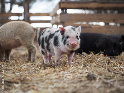 Vietnamese pig in the pigsty of the farm photo