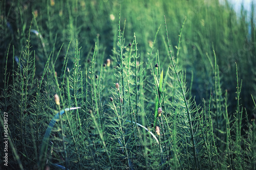 Bright spring greens at dawn in the forest. Nature comes to life in early spring.