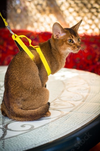 Abyssinian cat. Red pet on a leash. Veterinary.