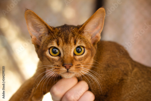 abyssinian cat closeup looks into the frame. man's hand holds pet with smooth coat