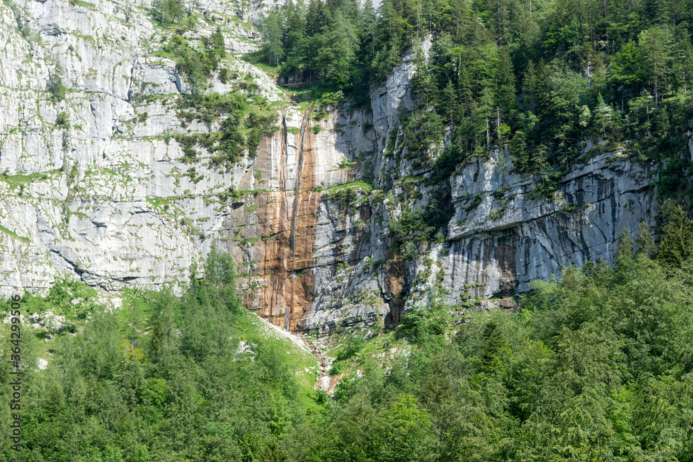 Rock wall with coniferous trees in the Alps. Natural background. Austria Rock wall with coniferous trees in the Alps. Natural background. Austria