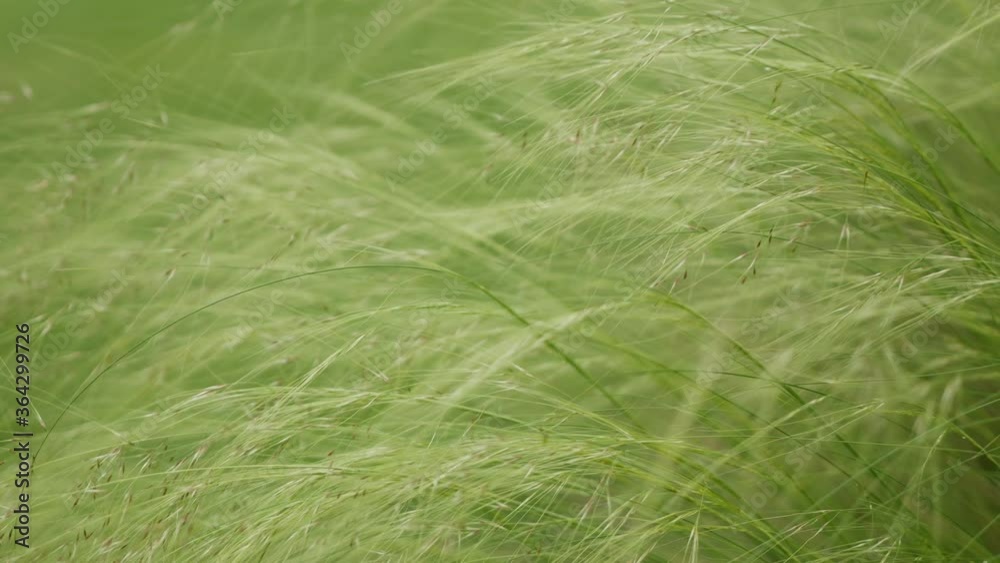 High, green green grass swaying in the wind, close up High, green green grass swaying in the wind, close up