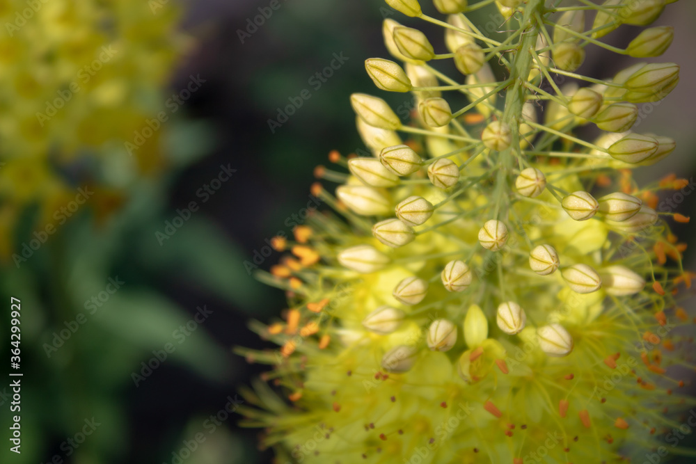 Yellow fluffy blossoming eremurus flower. Yellow fluffy blossoming eremurus flower.