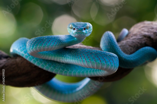 Viper snakes look around for prey on branch, Blue insularis snake