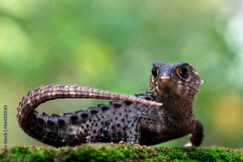 Obraz premium Crocodile skink sunbathing on moss